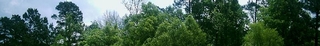 Piney Woods Texas